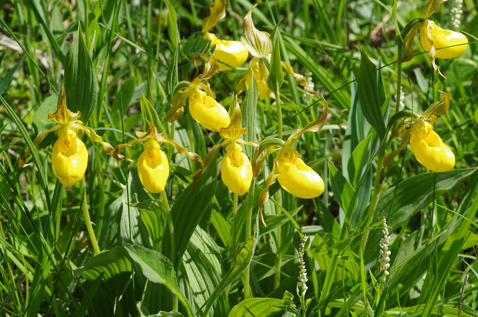 Image of Cypripedium parviflorum var. pubescens specimen.