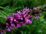 Lythrum salicaria