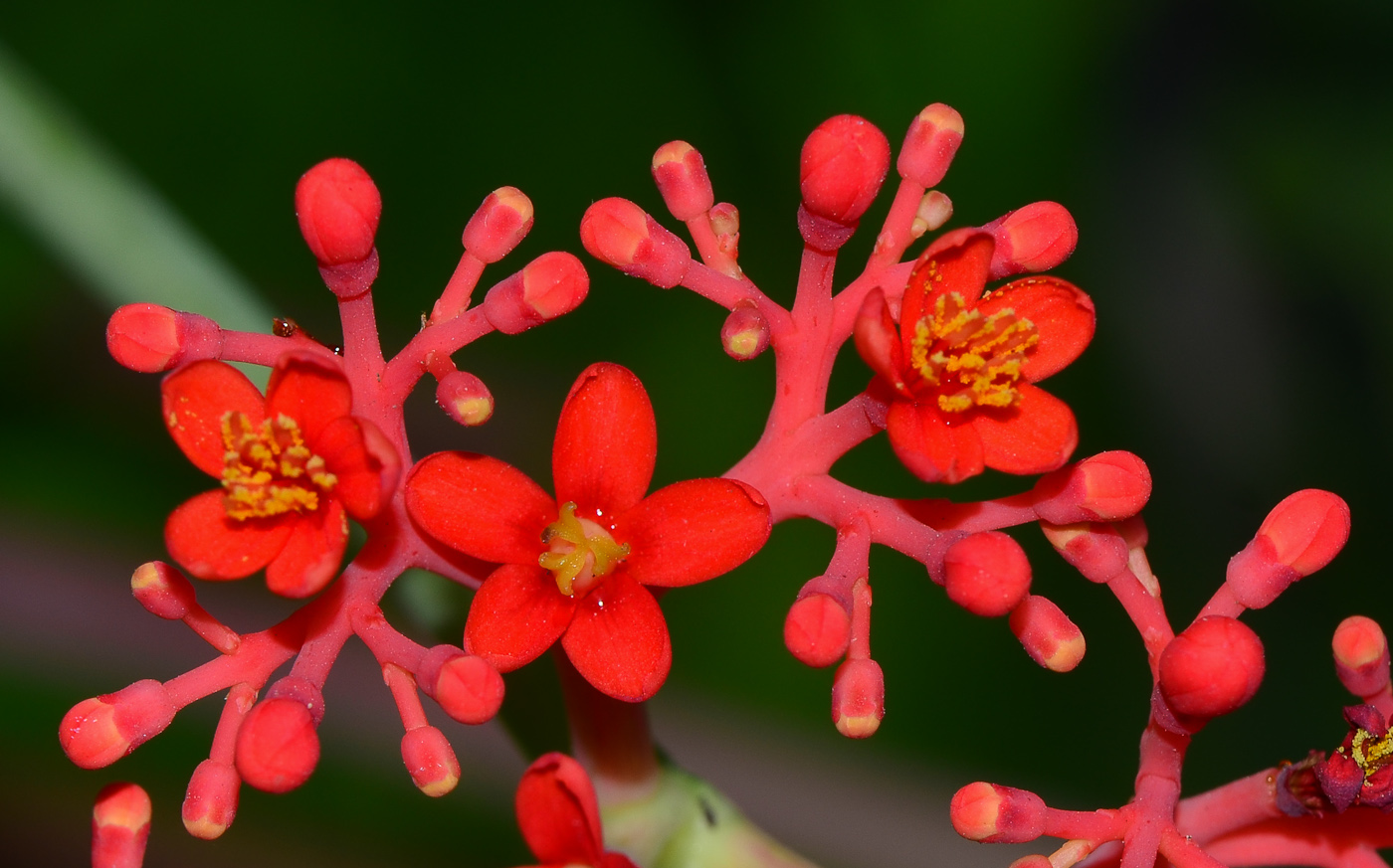 Изображение особи Jatropha podagrica.