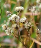 familia Asteraceae. Верхушка растения с соплодиями. Амурская обл., в ~ 30 км севернее Благовещенска, на полях сои, сорное. 22.09.2014.