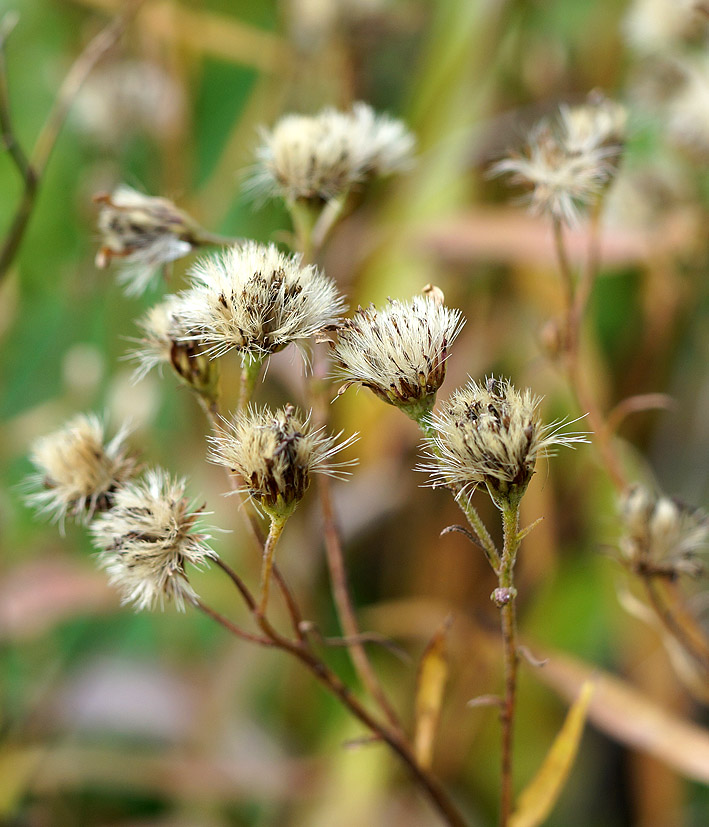 Изображение особи семейство Asteraceae.