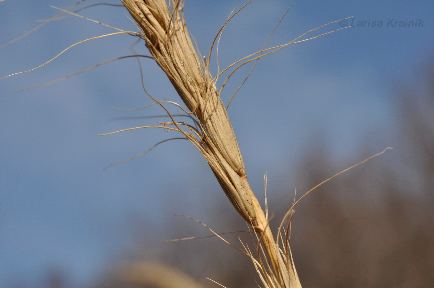 Image of genus Elymus specimen.