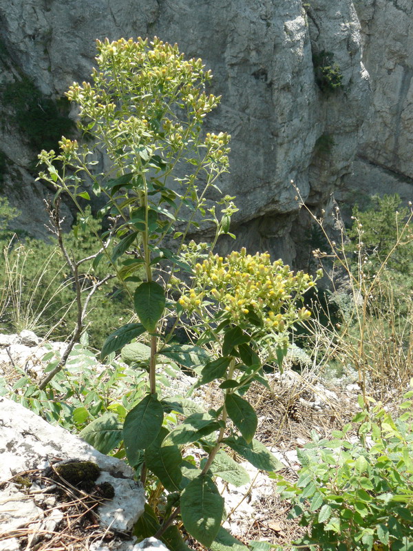 Изображение особи Inula conyza.