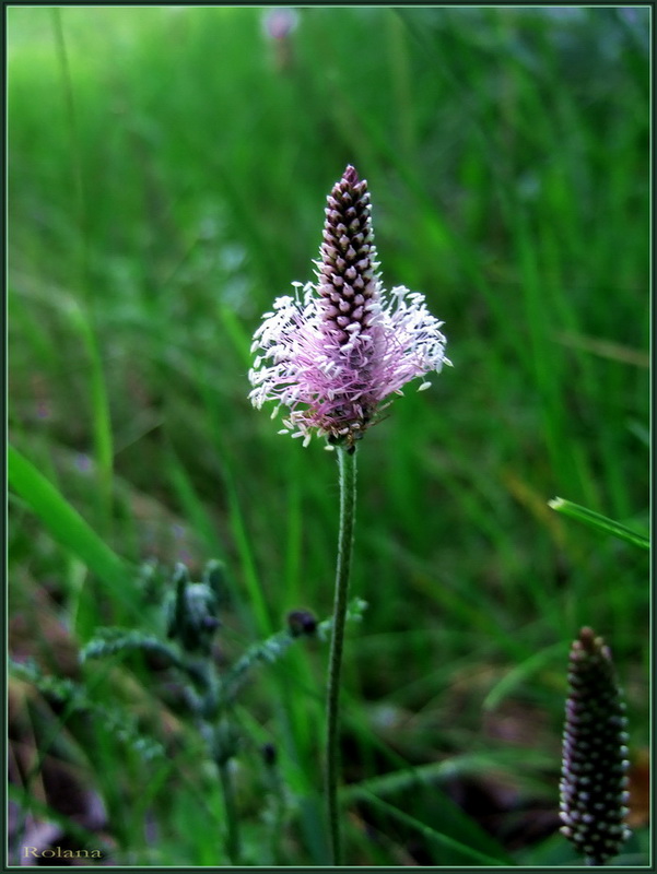 Image of Plantago media specimen.