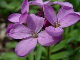 Cardamine quinquefolia