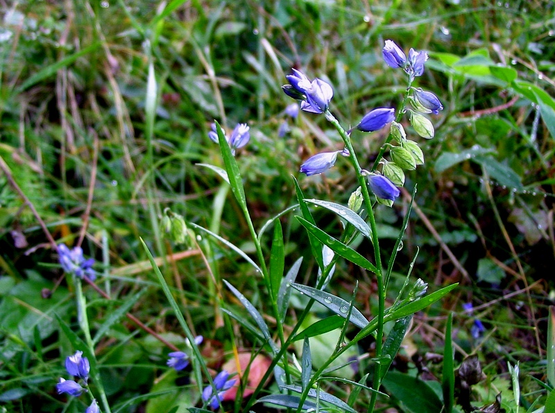 Image of Polygala vulgaris specimen.