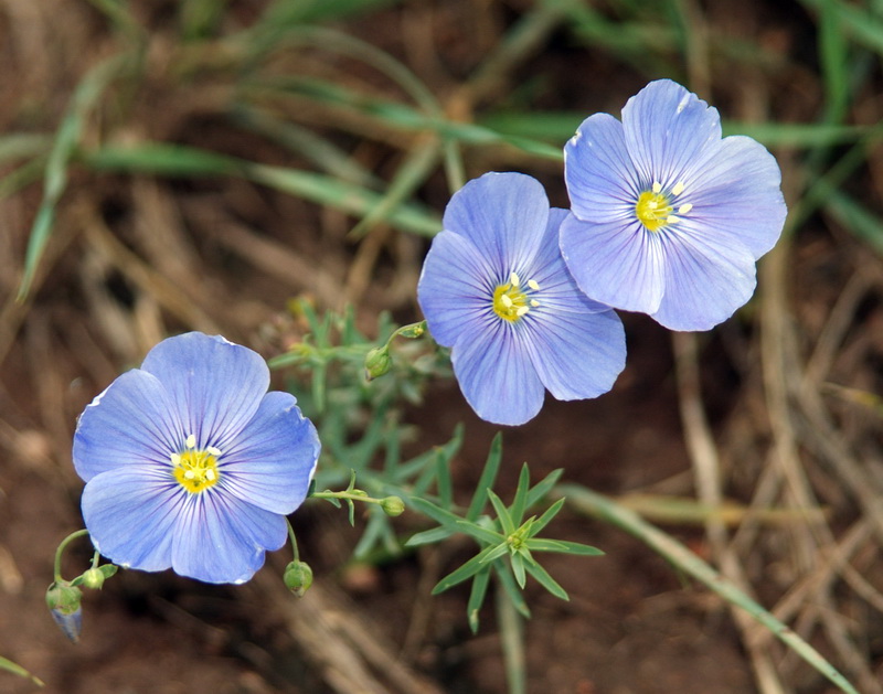 Изображение особи Linum perenne.