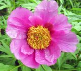 Paeonia anomala