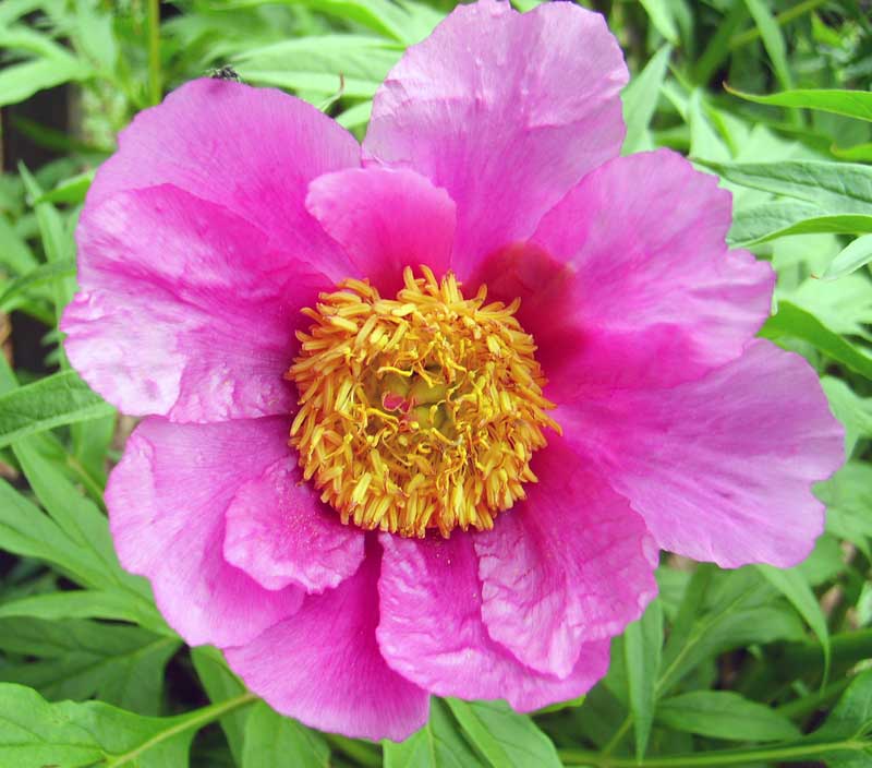 Изображение особи Paeonia anomala.