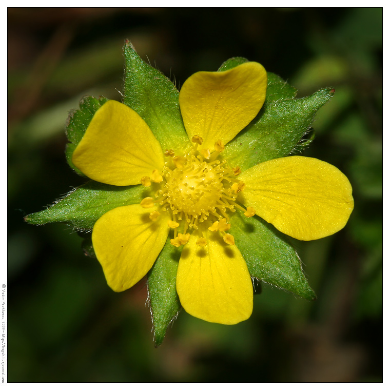 Изображение особи Duchesnea indica.