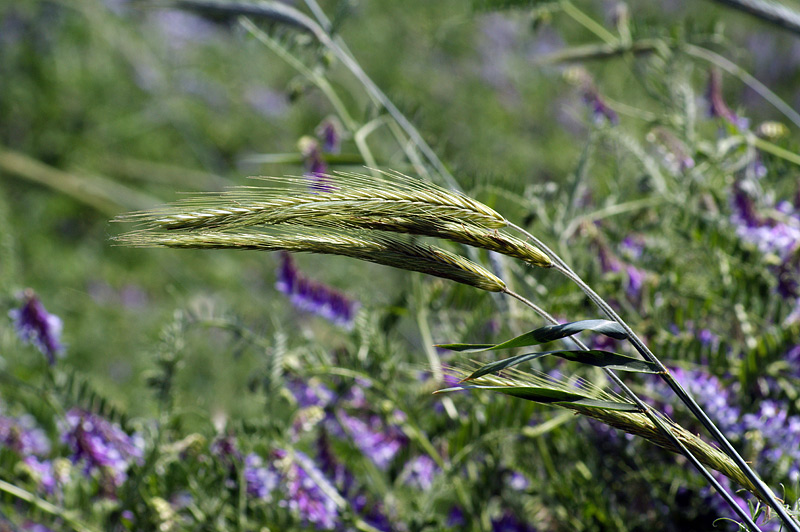 Image of Secale cereale specimen.