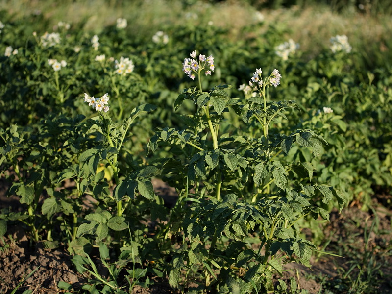 Изображение особи Solanum tuberosum.