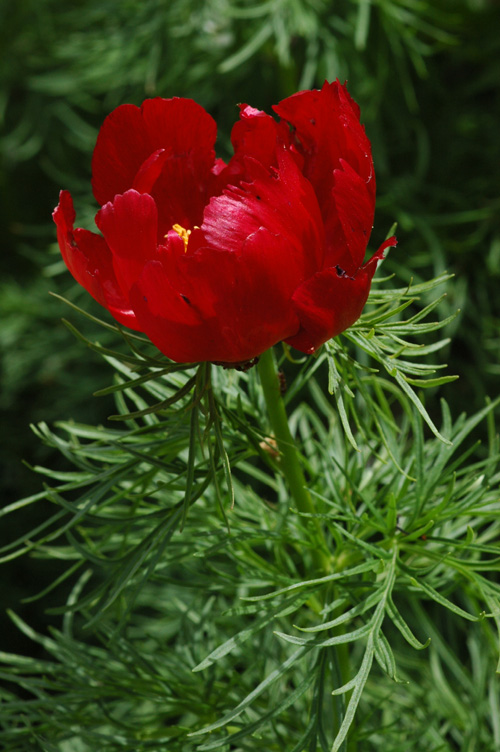 Image of Paeonia tenuifolia specimen.