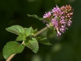Mentha aquatica. Соцветие. Украина, Закарпатская обл., Свалявский р-н, берег р. Пиня возле с. Солочин. 28 августа 2015 г.