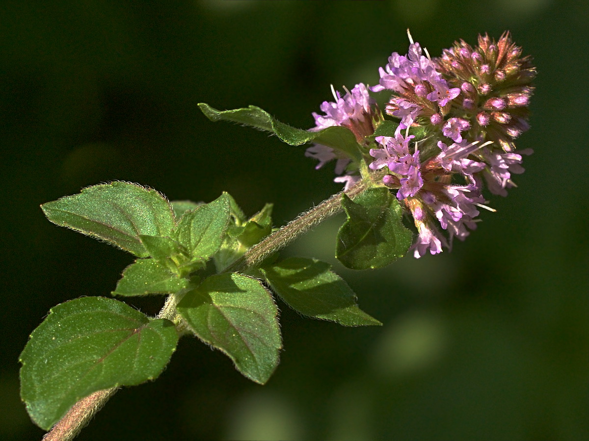 Image of Mentha aquatica specimen.