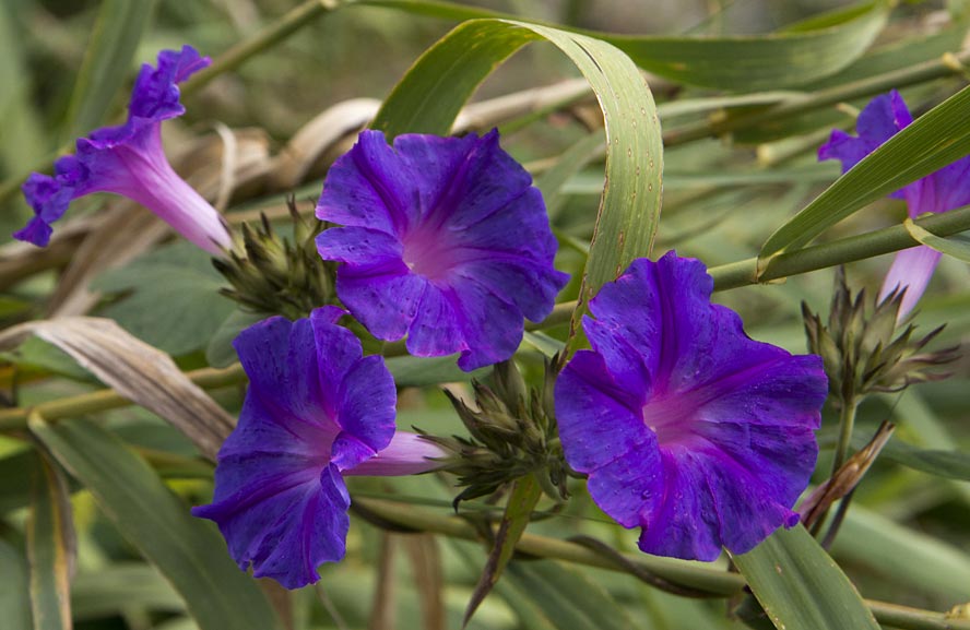 Изображение особи Ipomoea indica.