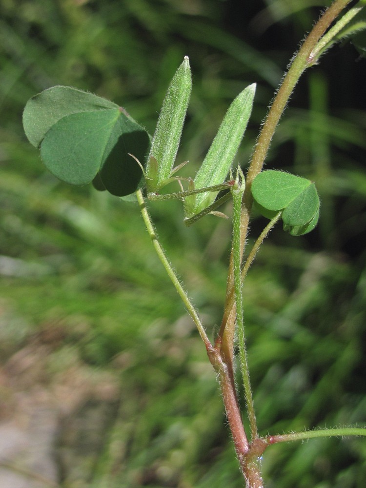 Image of Oxalis dillenii specimen.
