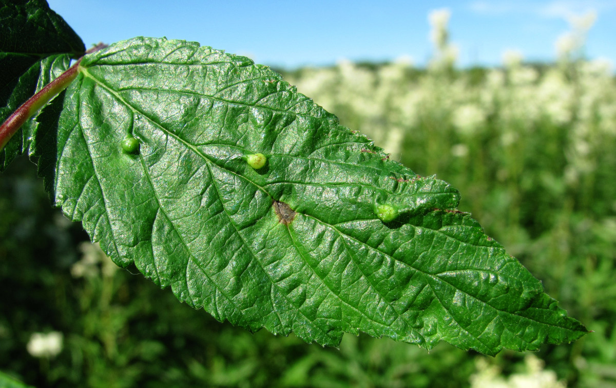 Image of Filipendula ulmaria specimen.
