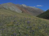 Gentiana decumbens