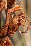 genus Orobanche. Часть сухого соцветия. Черногория, муниципалитет Будва, окр. крепости Космач (Kosmač), участок каменистой степи среди можжевелово-дубово-грабинникового редколесья на горном склоне. 13.10.2014.