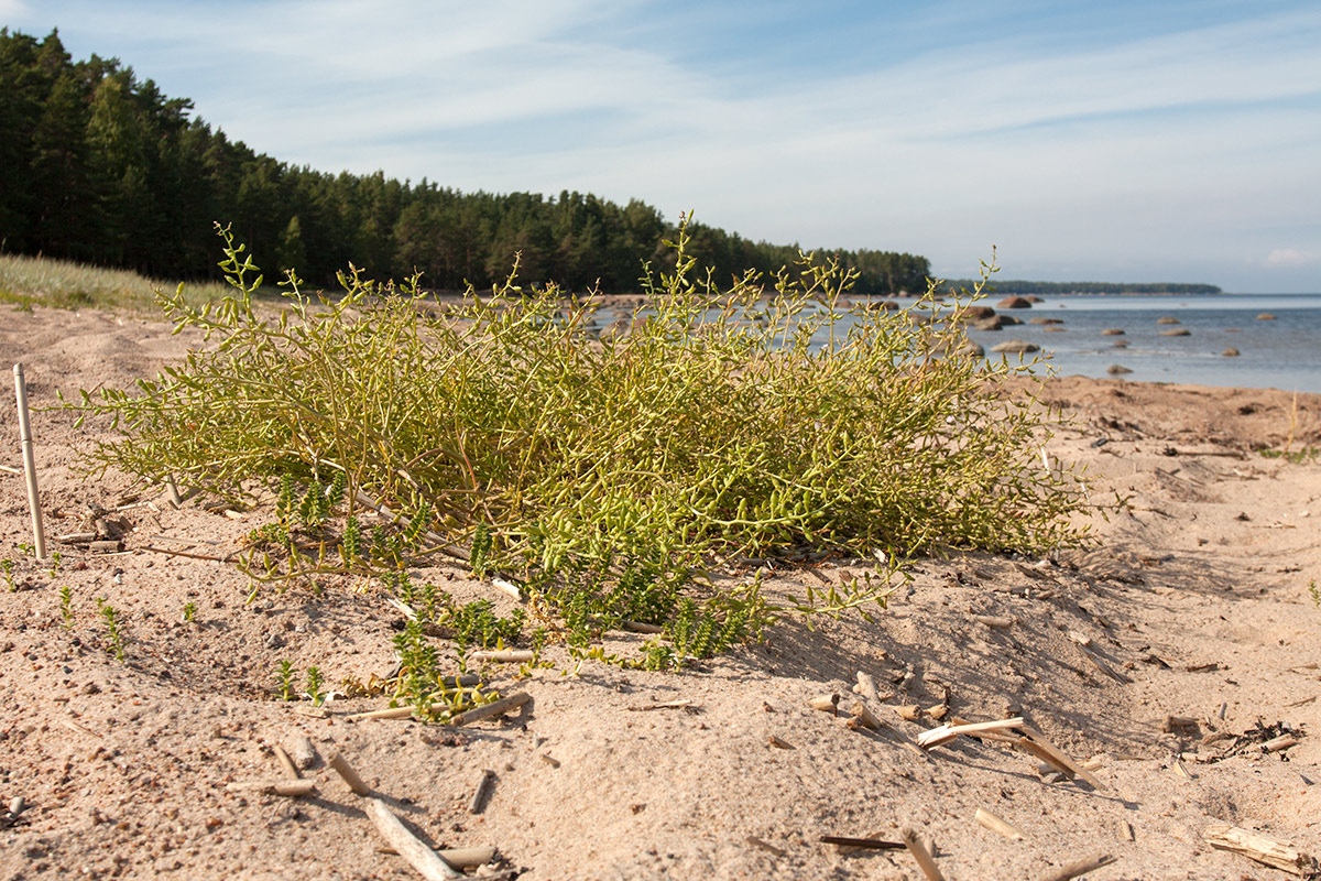 Image of Cakile baltica specimen.