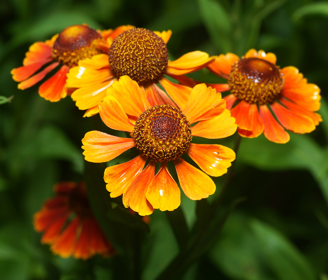 Изображение особи Helenium autumnale.