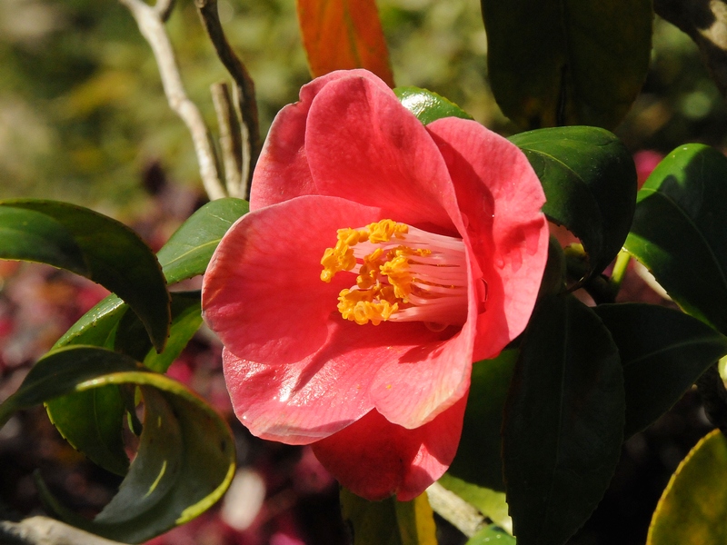 Image of Camellia japonica specimen.