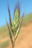 Bromus danthoniae