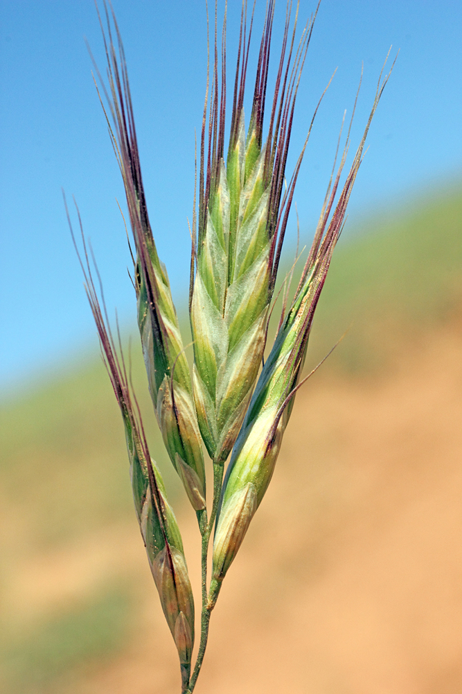 Изображение особи Bromus danthoniae.