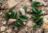 Arisarum vulgare