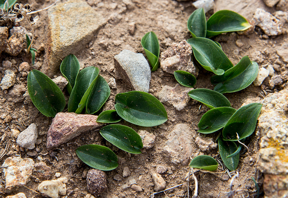 Изображение особи Arisarum vulgare.