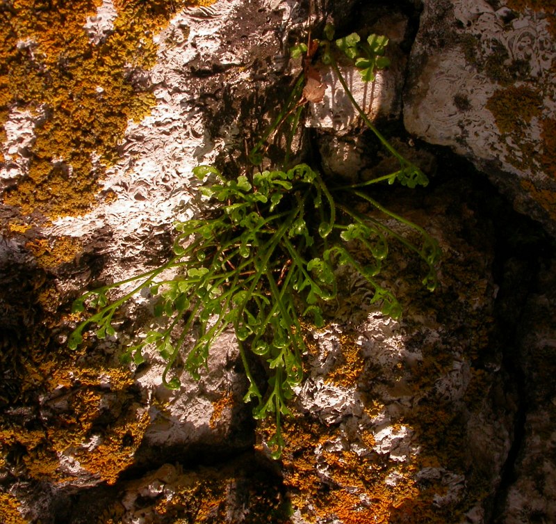 Image of Asplenium ruta-muraria specimen.