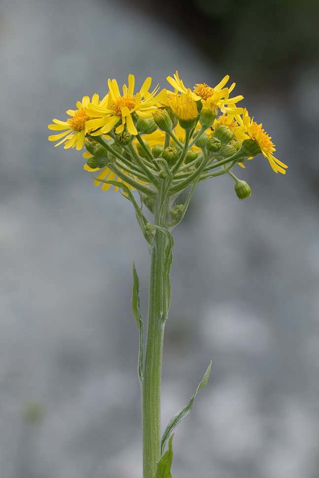 Изображение особи Tephroseris integrifolia.