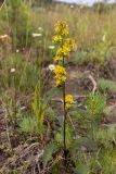 Solidago virgaurea