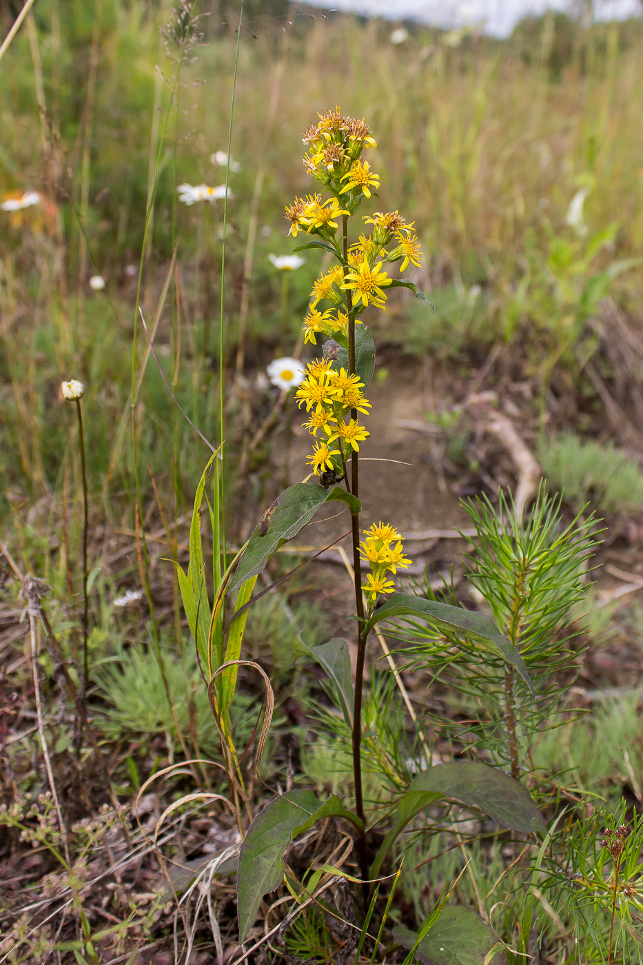 Изображение особи Solidago virgaurea.