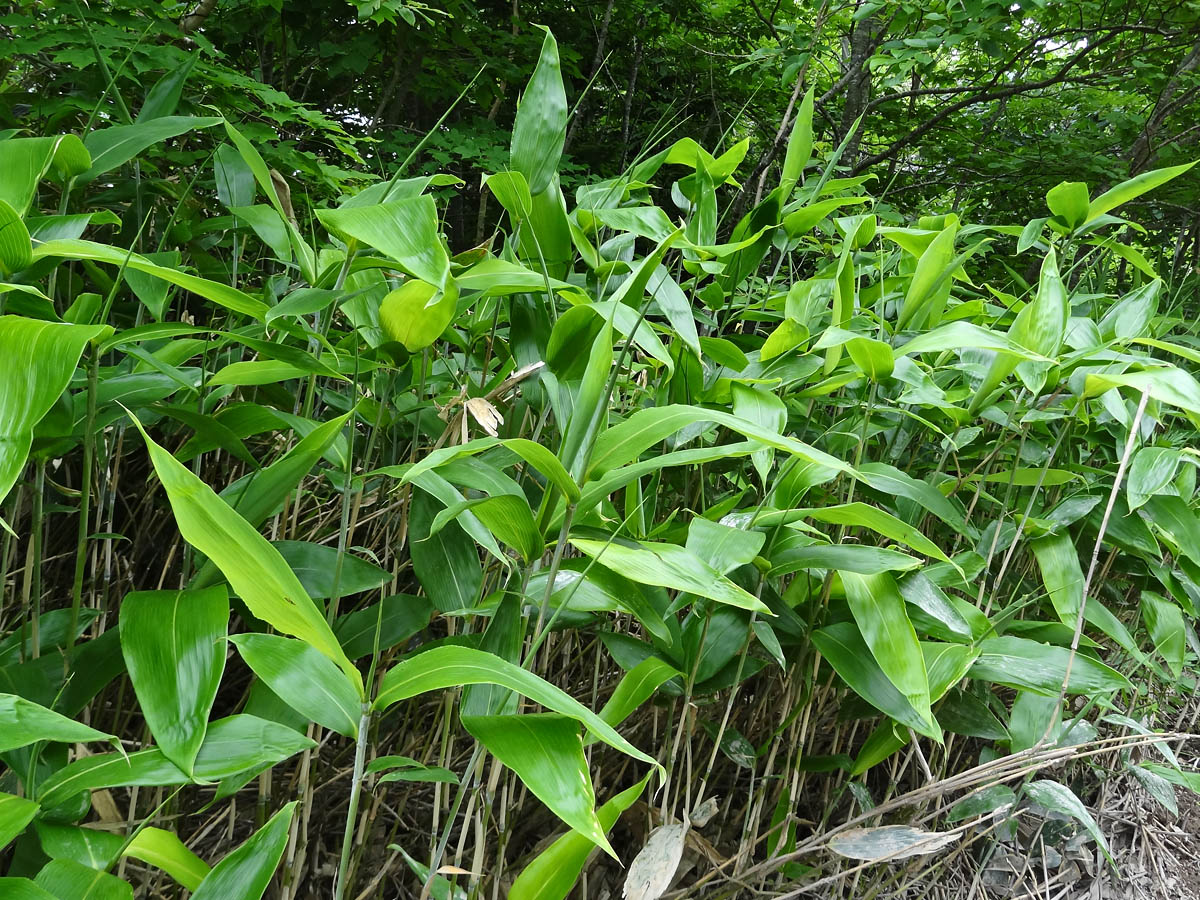 Image of genus Sasa specimen.