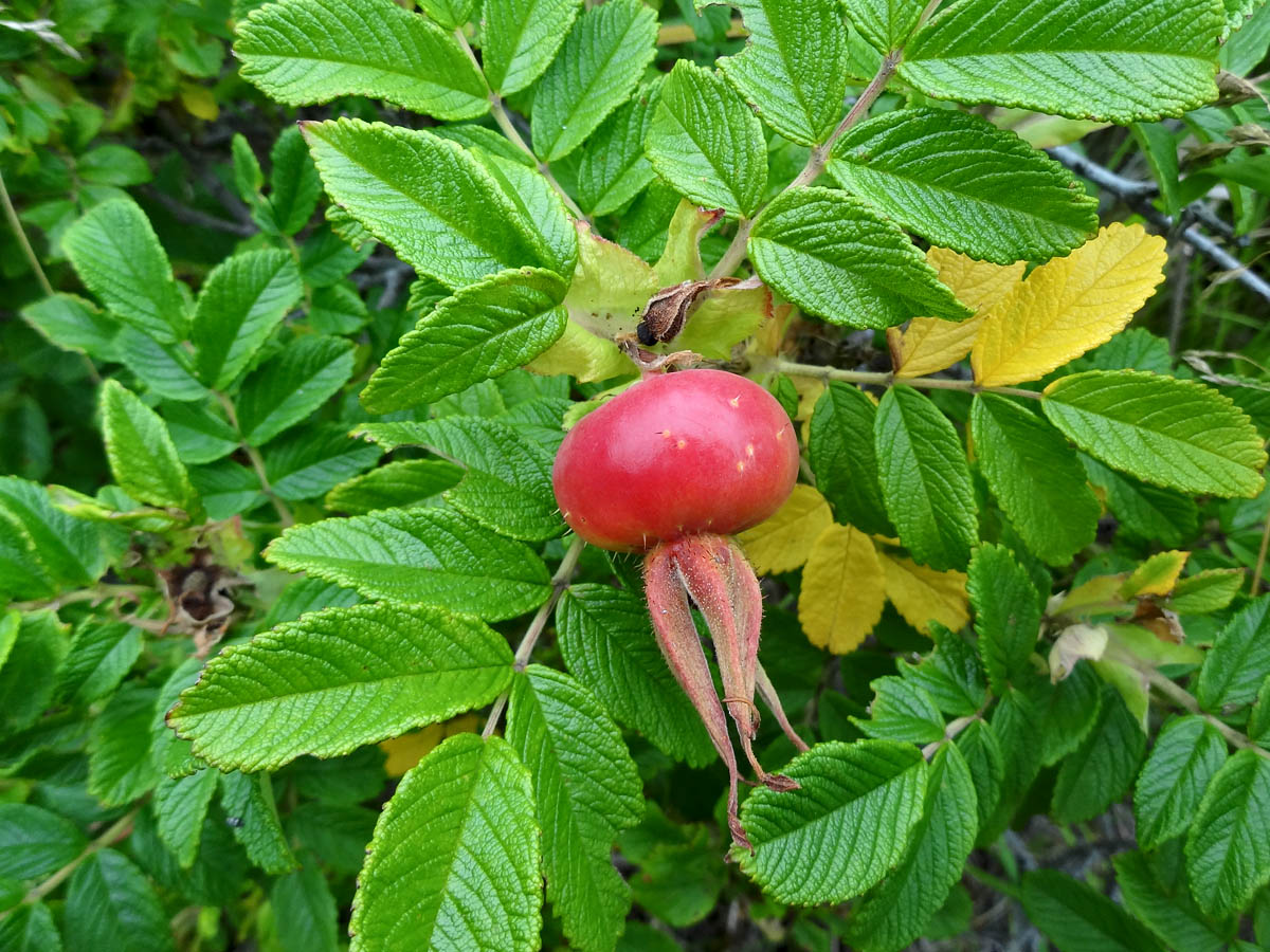 Image of Rosa rugosa specimen.