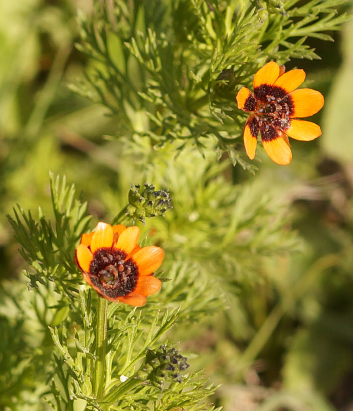 Image of Adonis parviflora specimen.