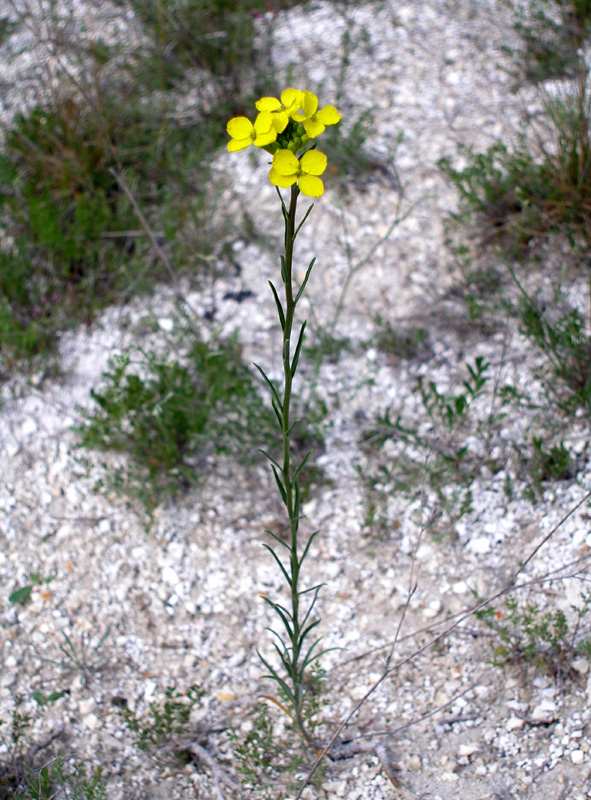 Изображение особи Erysimum cretaceum.