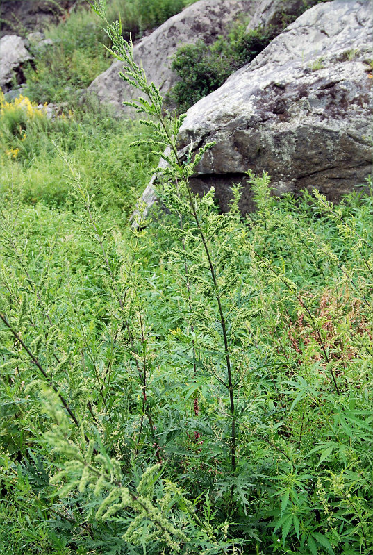 Image of Urtica cannabina specimen.