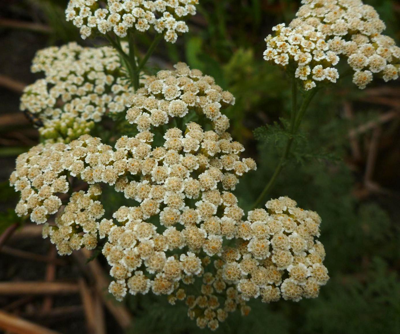 Image of Achillea nobilis specimen.