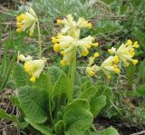 Primula macrocalyx