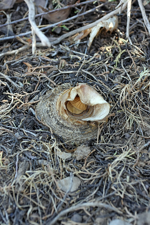 Image of Megacarpaea orbiculata specimen.