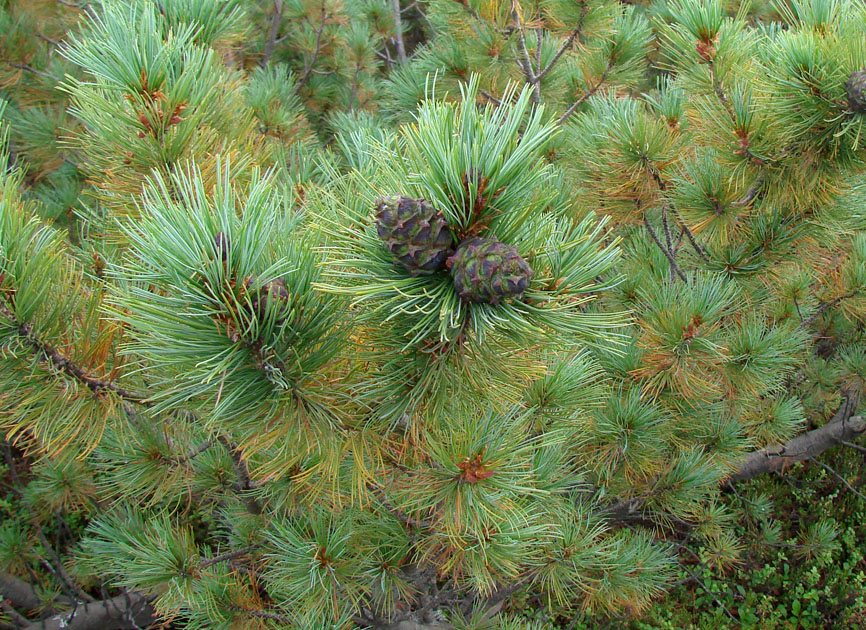 Image of Pinus pumila specimen.