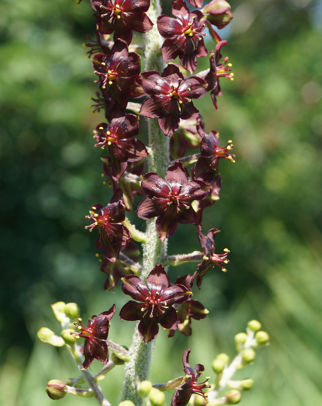 Изображение особи Veratrum nigrum.