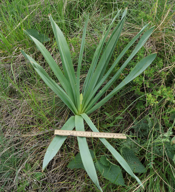 Изображение особи Eremurus altaicus.