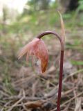 Calypso bulbosa. Верхушка отцветающего растения. Свердловская обл., окр. г. Североуральск. Таёжный лес. 27.05.2007.