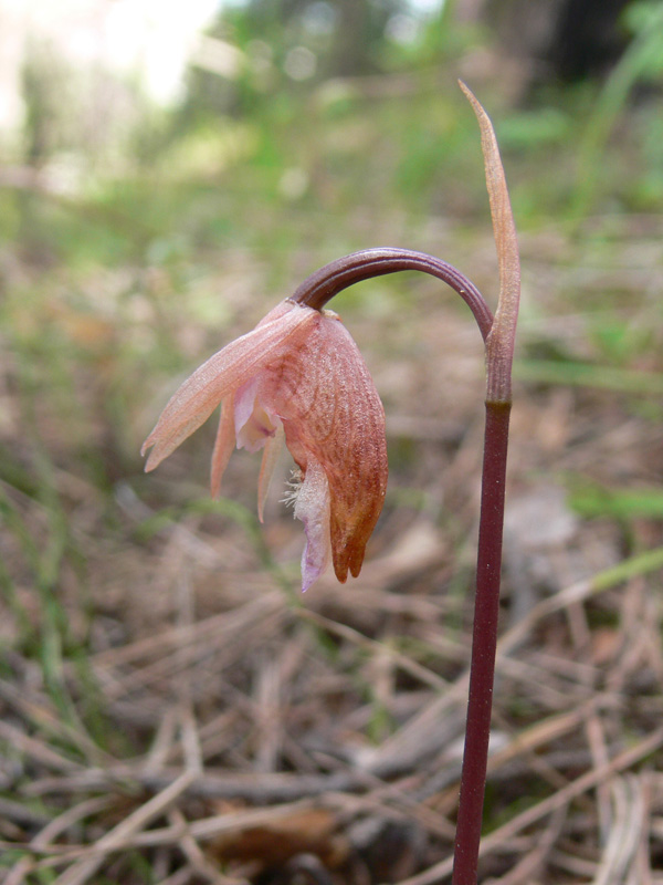 Image of Calypso bulbosa specimen.