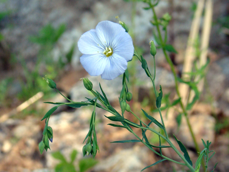 Изображение особи Linum komarovii.