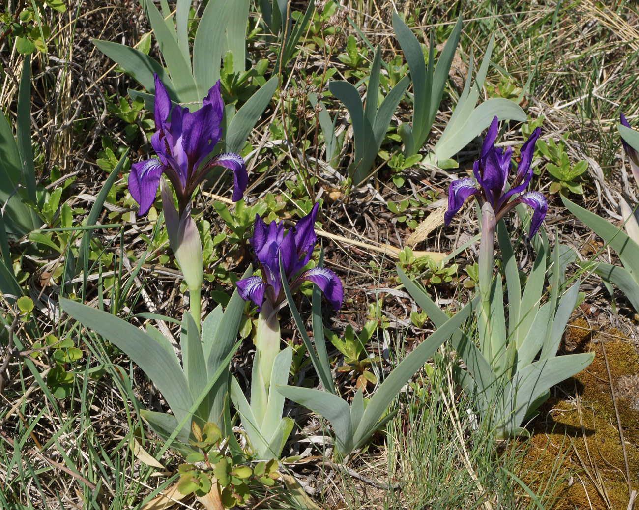 Изображение особи Iris glaucescens.